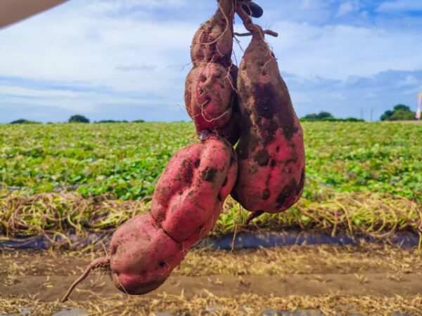 芋掘りの注意点