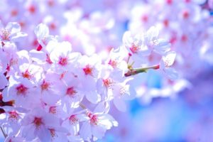 桜の開花 満開から散るまでの日数は 教えて 知恵袋