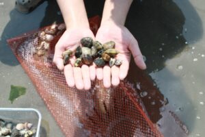 潮干狩りで採れた貝