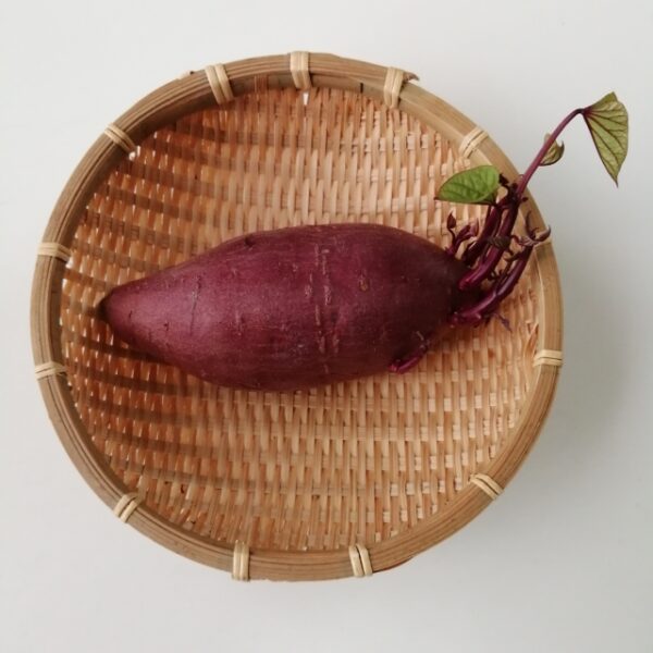 さつまいもは芽が出ても食べられる？
