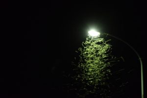 虫はなぜ光に集まるのか？