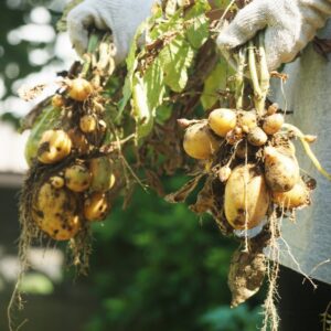 家庭菜園のじゃがいもの収穫時期 じゃがいもの収穫後の干し方と保存方法 教えて 知恵袋