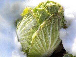 白菜栽培環境・雪