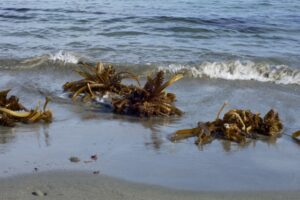 拾った海藻はわかめ？わかめの見分け方！