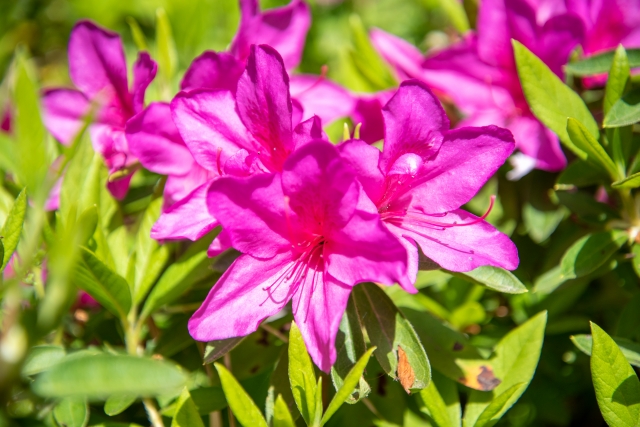 ツツジとサツキの違いは?葉っぱ&花の特徴での見分け方! | 教えて!知恵袋