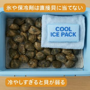 潮干狩り：クーラーボックスの使い方
